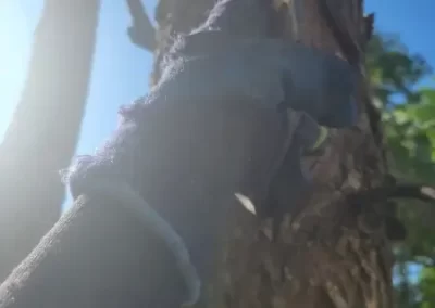Best Tree Expert