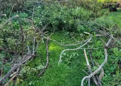 Best Tree Service