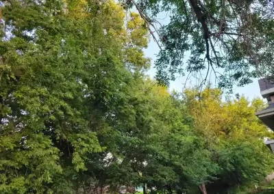 Reliable Tree Service