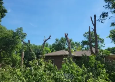 Tree Company