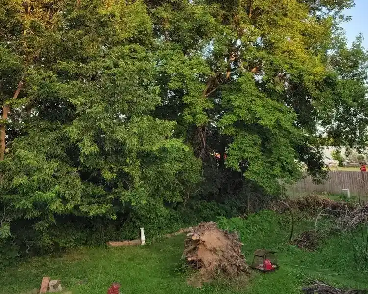 Tree Expert