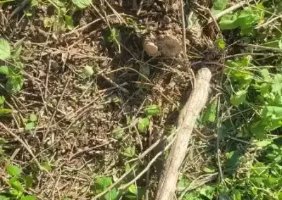 Tree Maintenance