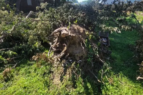 Tree Removal
