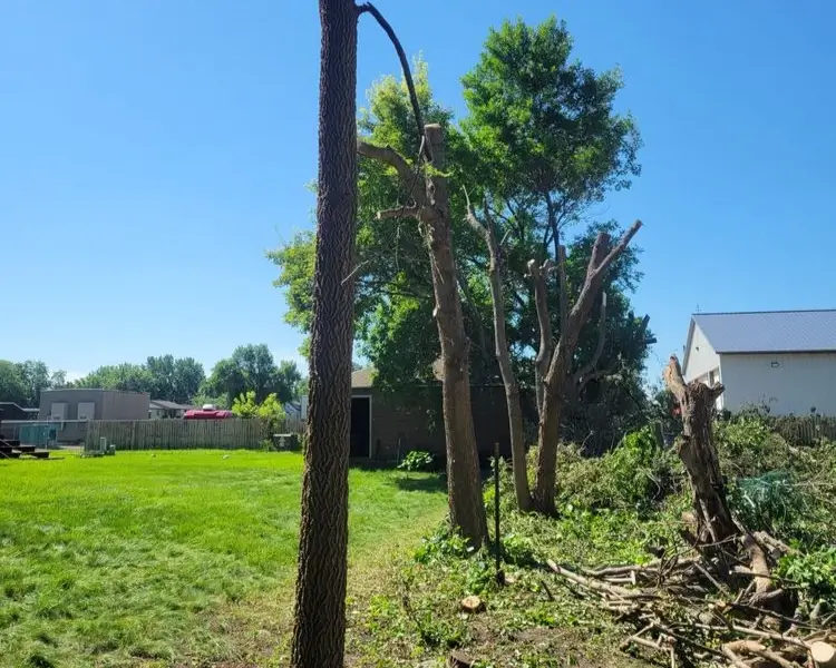 Tree Service