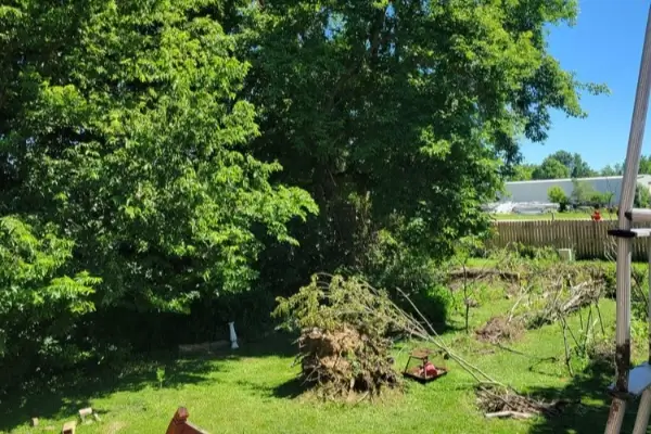 Tree Trimming